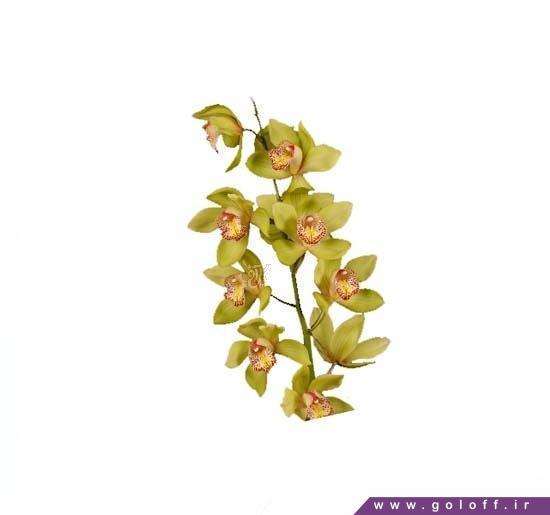 تک شاخه گل ارکیده سیمبیدیوم ملیسا - Cymbidium Orchid | گل آف